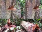 kayu-perambahan-di-tntn_20171222_163340.jpg
