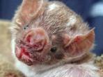 kelelawar-penghisap-darah-tularkan-rabies-pada-anak-anak-peru_20160212_104944.jpg
