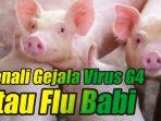 kenali-gejala-virus-flu-babi.jpg