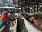 kepala_dinas_peternakan_dan_perikanan_siak_susilawati_meninjau_kandang_sapi.jpg