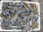 kepiting-rajungan.jpg