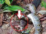 king-cobra-raksasa-vs-ular-piton.jpg