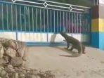 komodo-berkeliaran-di-pltd-nusa-tenggara-timur.jpg