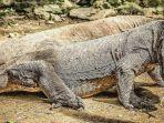 komodo-hewan-endemik-indonesia.jpg