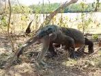 komodo-makan-monyet_20171230_145217.jpg