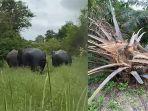 konflik-gajah-liar-dengan-petani-kelapa-sawit-di-Desa-Betung-pelalawan.jpg