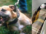 korban-anjing-di-medan.jpg