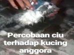 kucing-anggora-dicekoki-ciu.jpg