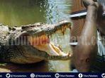 lagi-warga-riau-diserang-buaya-kali-ini-di-danau-meduyan-kota-lama-inhu-tangan-korban-alami-luka.jpg