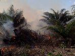 lahan_sawit_pt_dsi_di_koto_gasib_siak_terbakarjp.jpg