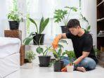merawat_tanaman_hias.jpg