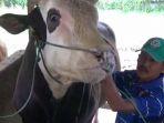 mike-tyson-sapi-kurban-presiden-jokowi.jpg