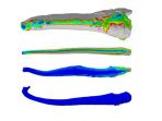 model-elemen-hingga-3d-dari-tulang-penis-karnivora_20181016_232802.jpg
