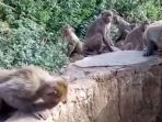 monyet-bantu-macan-tutul_20180625_204510.jpg