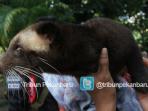 musang-lovers_20160104_180014.jpg