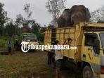 nasib-gajah-sumatera-di-riau-diburu-diusir-ditangkap-diracun-dihalau-dan-digiring.jpg