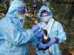 para-medis-mendeteksi-flu-burung-di-india.jpg