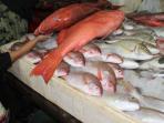 pasar-ikan-kedonganan-di-jimbaran-bali_20150611_162044.jpg