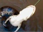 pemancing-ikan-dapat-buaya-yang-dililit-ular.jpg