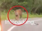 penampakan-harimau-di-pinggir-jalan-raya-alahan-panjang-solok.jpg
