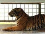 penampakan-harimau-sumatera-jalani-observasi-di-prhs-dharmasraya-sumbar.jpg