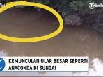 penampakan-ular-besar-di-sungai.jpg