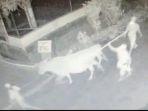 pencuri-sapi-terekam-cctv-di-lumajang.jpg