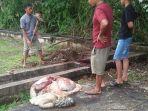 pencurian-sapi-bengkalis.jpg
