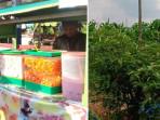 penjual-es-dan-kebun-cabai-musim-panas-pekanbaru.jpg