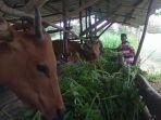 penjual-hewan-kurban-di-bintan.jpg