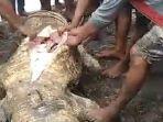 perut-buaya-yang-memangsa-manusia-dibelah.jpg