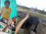 petani-karet-di-riau-diserang-beruang.jpg
