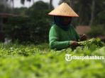 petani-memanen-sayur-di-kebun-jalan-kartama-sayuran-hijau_20180914_153842.jpg