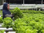petani_di_Pekanbaru_saat_musim_panas_Ekstrim_28102025.jpg