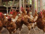peternak-ayam-indonesia-bisa-ketiban-rezeki.jpg