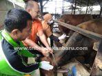 petugas_vaksin_65_sapi_di_pekanbaru_untuk_cegah_penyebaran_pmk.jpg