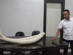 polda-riau-ungkap-sindikat-gading-gajah_20160522_181133.jpg