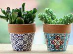 pot-bunga-tanaman-hias-tanaman-di-dalam-pot.jpg
