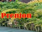prenjon-adalah-bahasa-gaul-dan-apa-arti-prenjon-dalam-bahasa-gaul.jpg