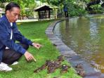 presiden-joko-widodo-melepaskan-berbagai-jenis-kodok_20160224_211426.jpg