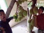 pria-joget-diatas-pohon-nangka-yang-tumbuh-di-dalam-rumah-viral.jpg