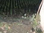remaja-kesetrum-jebakan-tikus-di-sawah-di-karanganyar.jpg