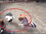 sabung-ayam-tersadis_20171018_151538.jpg