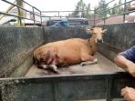sapi-berlumuran-darah-diserah-makhluk-misterius_20170823_035523.jpg
