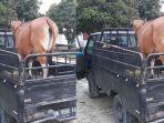 sapi-hasil-curian-yang-berhasil-diamankan-kapolsek-tambang-di-desa-teluk-kenidai.jpg