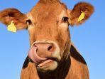 sapi-hewan-sapi.jpg