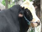 sapi-jokowi_20170830_203128.jpg