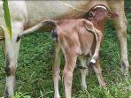 sapi-kaki-berkaki-enam.jpg