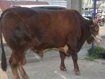 sapi-kurban-jokowi-di-jambi.jpg