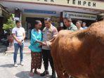 sapi-milik-nenek-sami.jpg